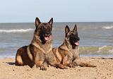 MALINOIS 079